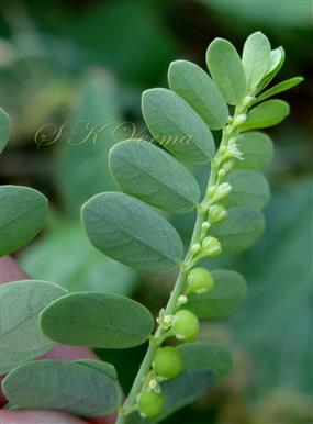  Inflorescence